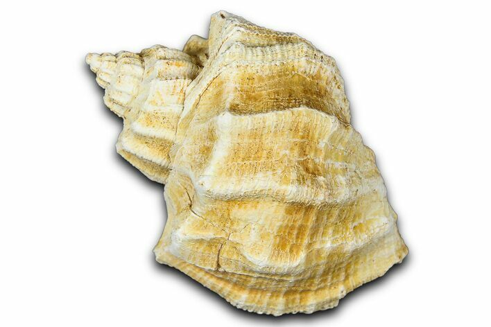 Miocene Fossil Nutmeg Snail (Trigonostoma) Shell - France #365581